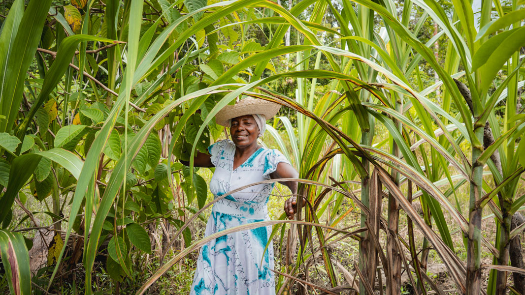 Raíces de dulce resistencia